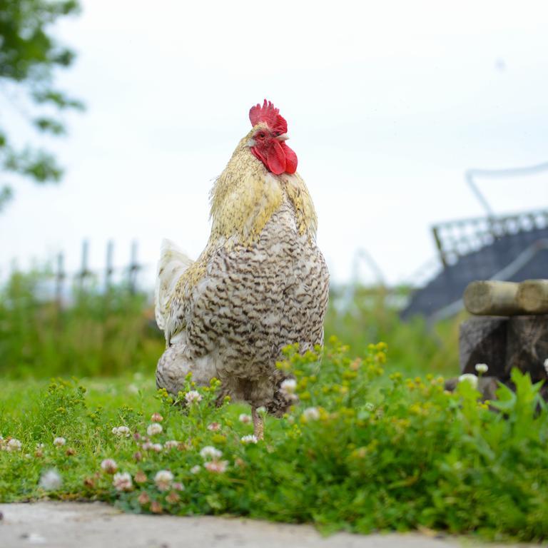 Hotelhuisjes Oosterleek Zewnętrze zdjęcie